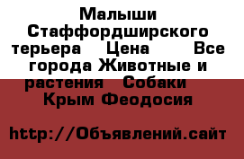 Малыши Стаффордширского терьера  › Цена ­ 1 - Все города Животные и растения » Собаки   . Крым,Феодосия